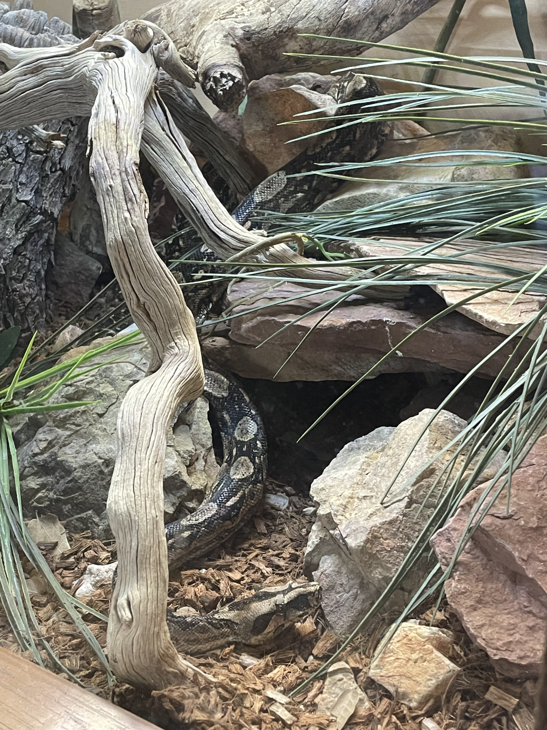 5/8/2022 - Snake (Species?)