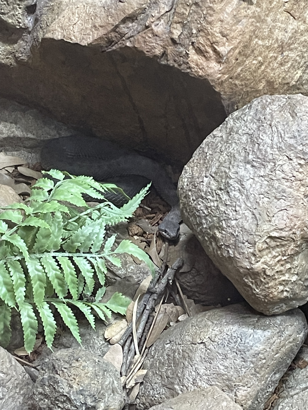 5/8/2022 - Snake (Species?)