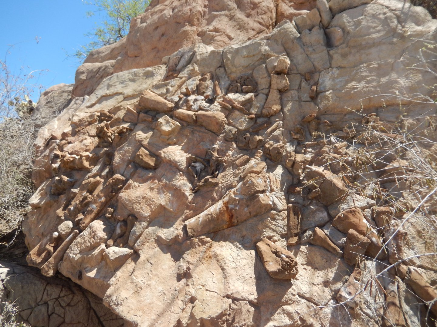 5/8/2022 - Sonorasaurus Fossil