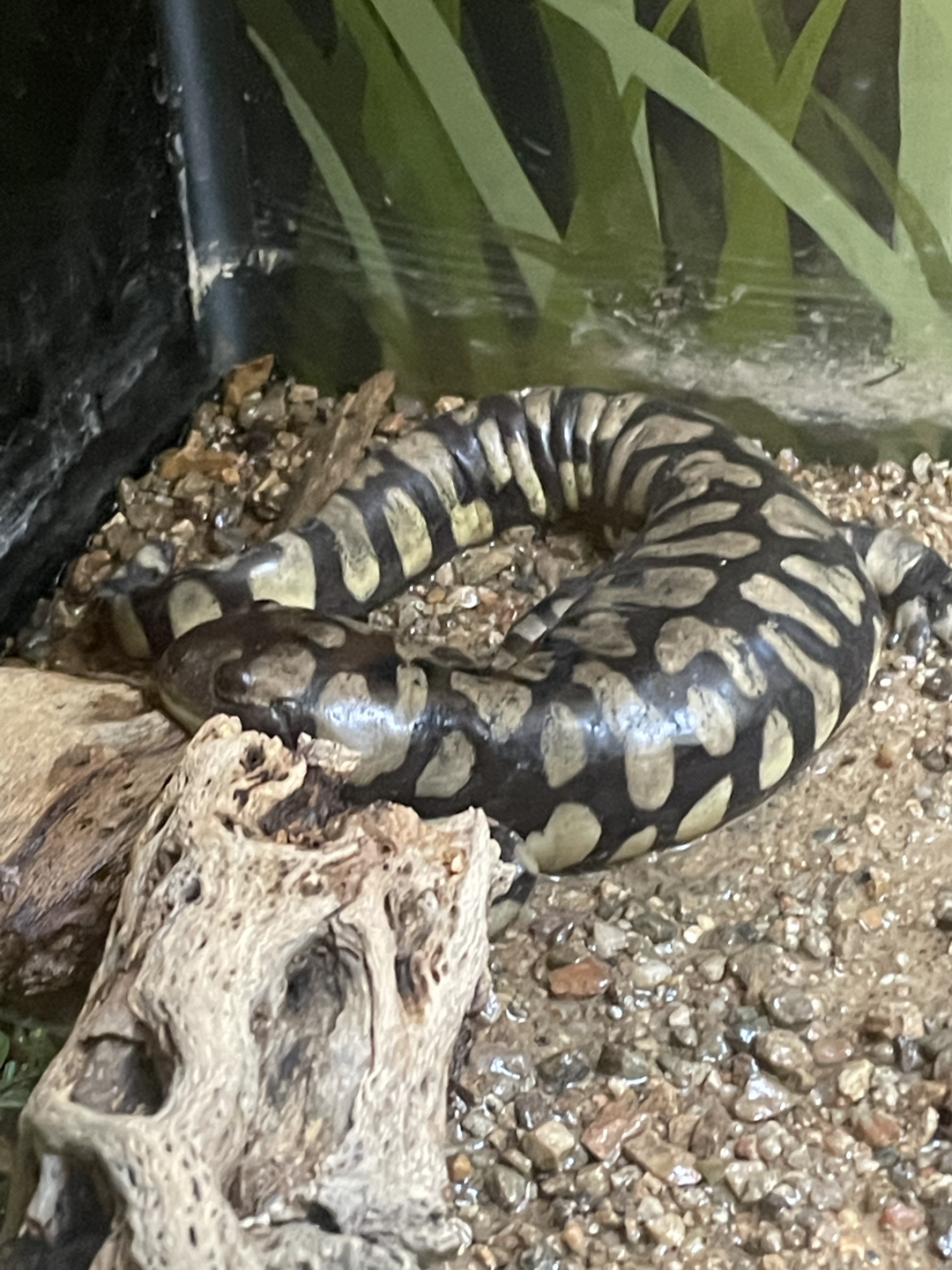 5/8/2022 - Tiger Salamander