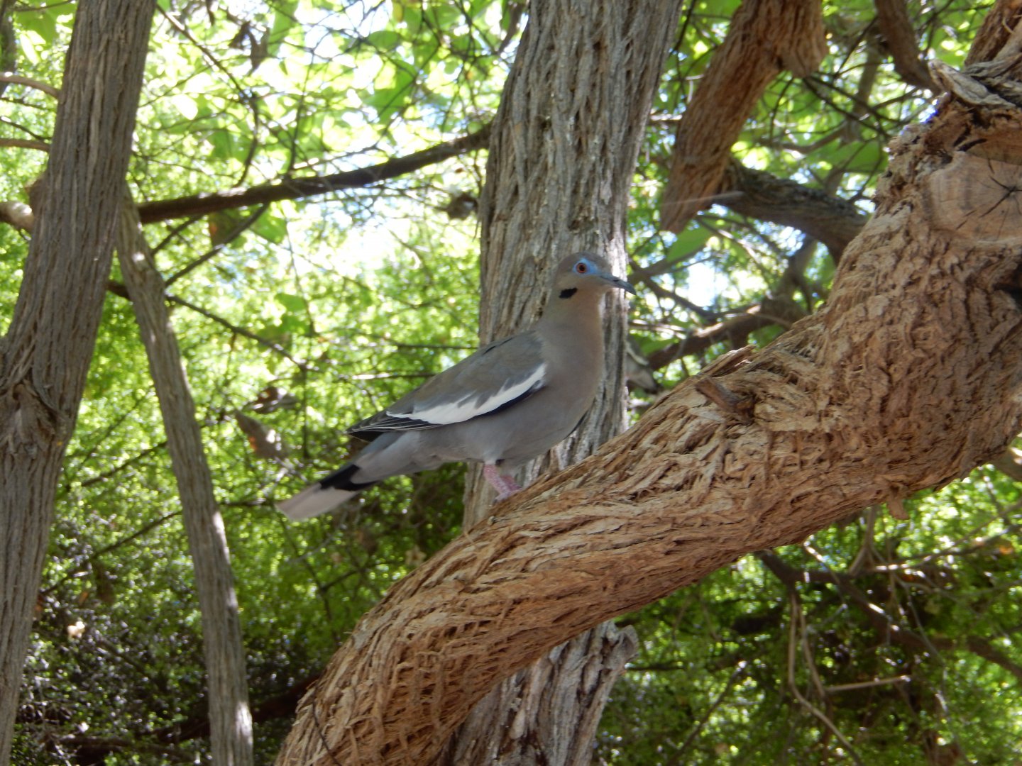 5/8/2022 - White-winged Dove