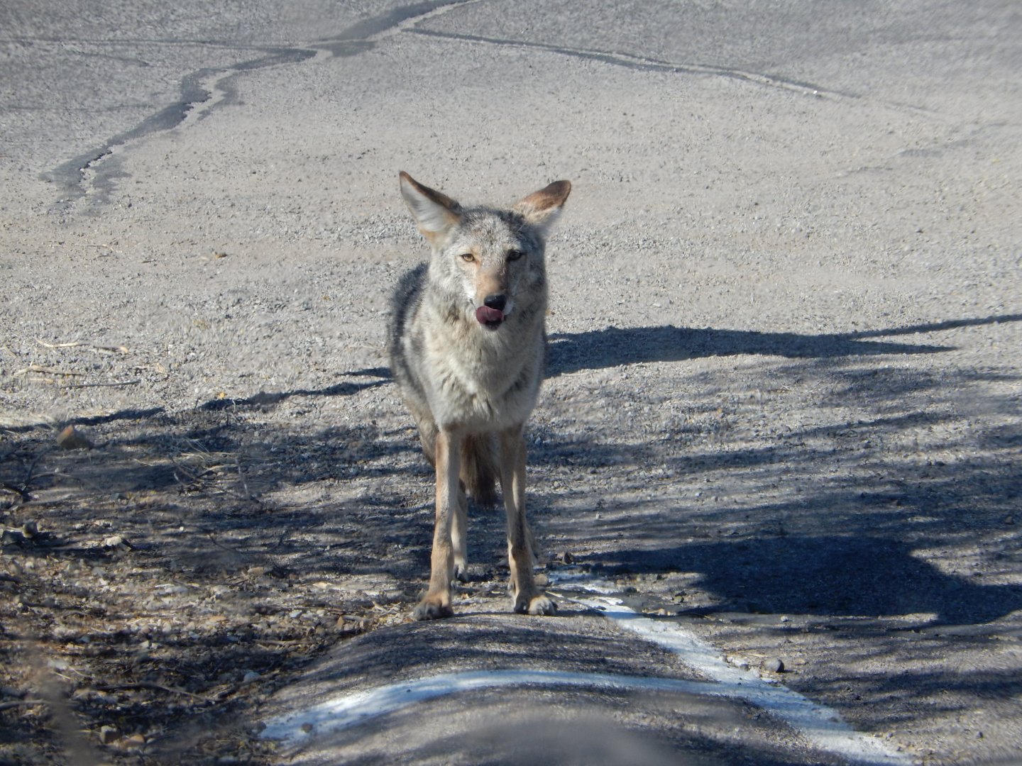 5/8/2022 - Wild Coyote
