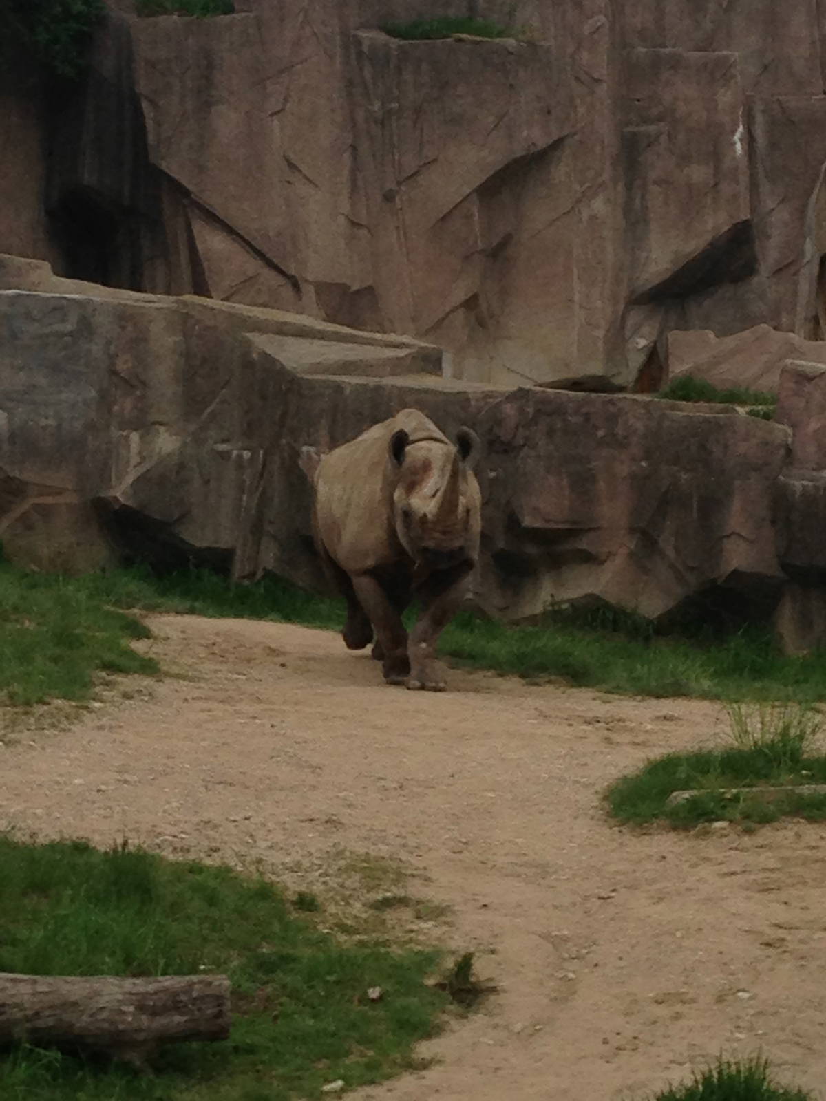 5/9/2014 - Black Rhinoceros