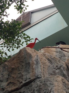 5/9/2014 - Scarlet Ibis
