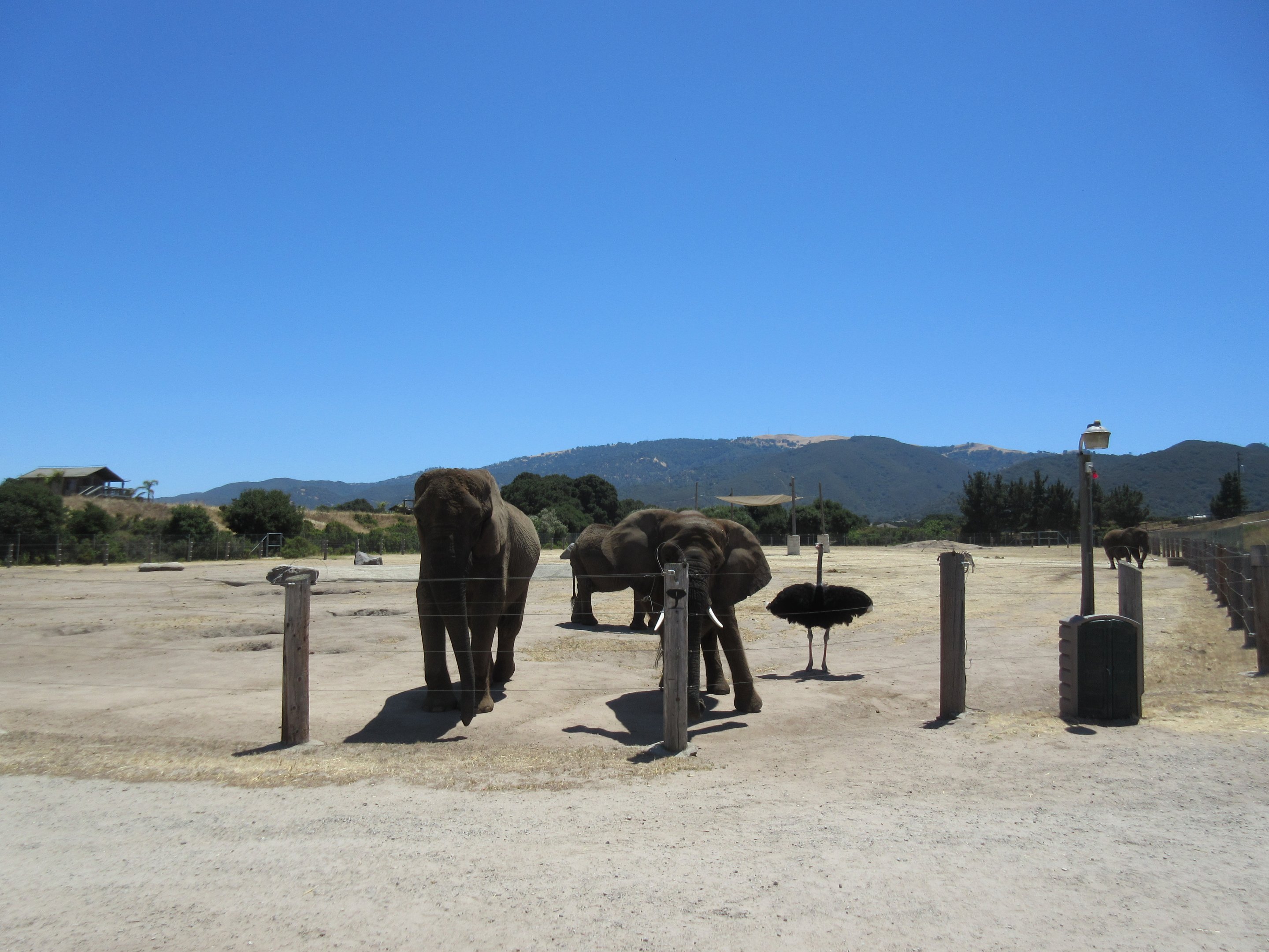 5-Acre African Elephant/Asian Water Buffalo/Ostrich/Plains Zebra Exhibit