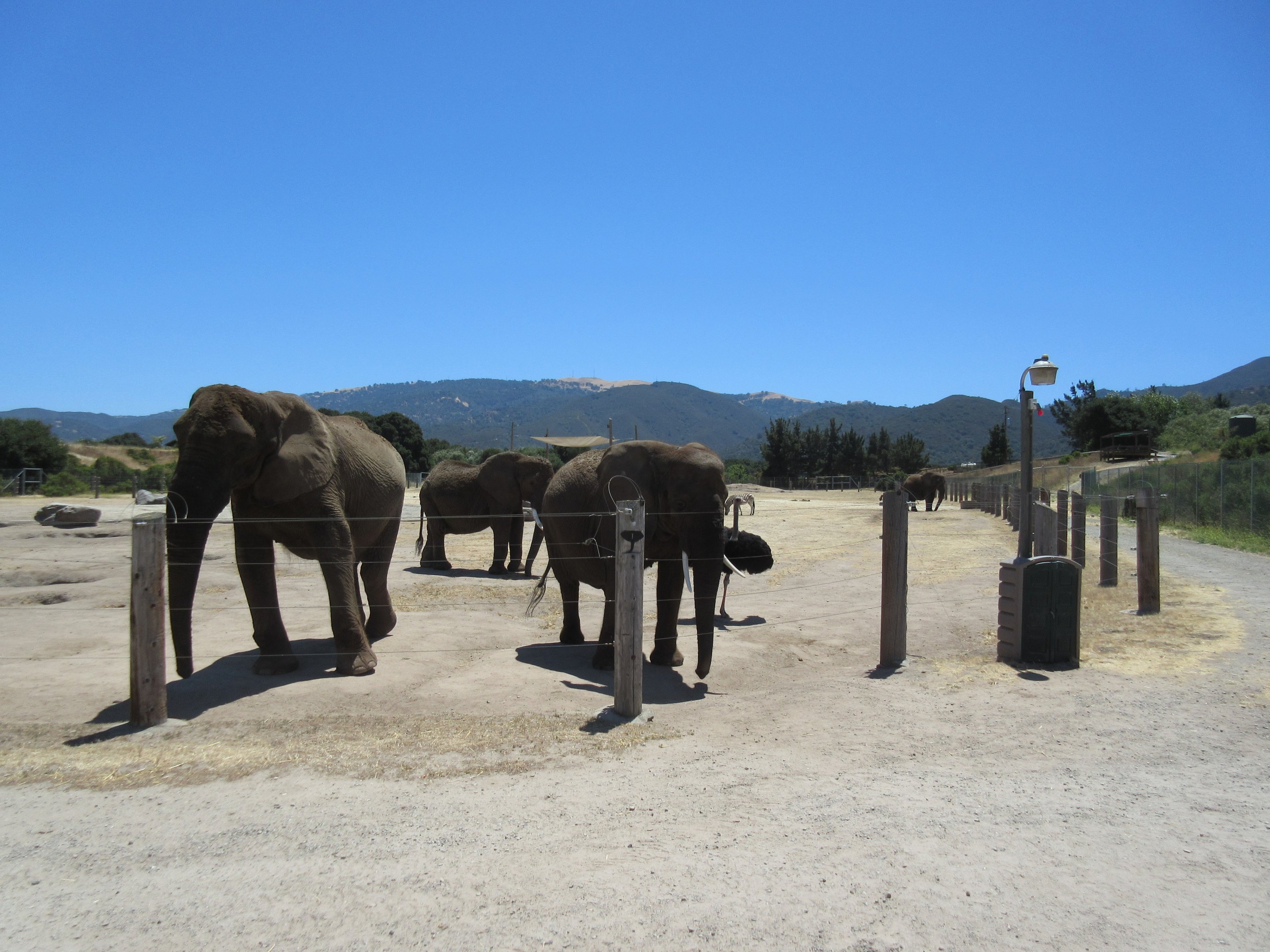 5-Acre African Elephant/Asian Water Buffalo/Ostrich/Plains Zebra Exhibit