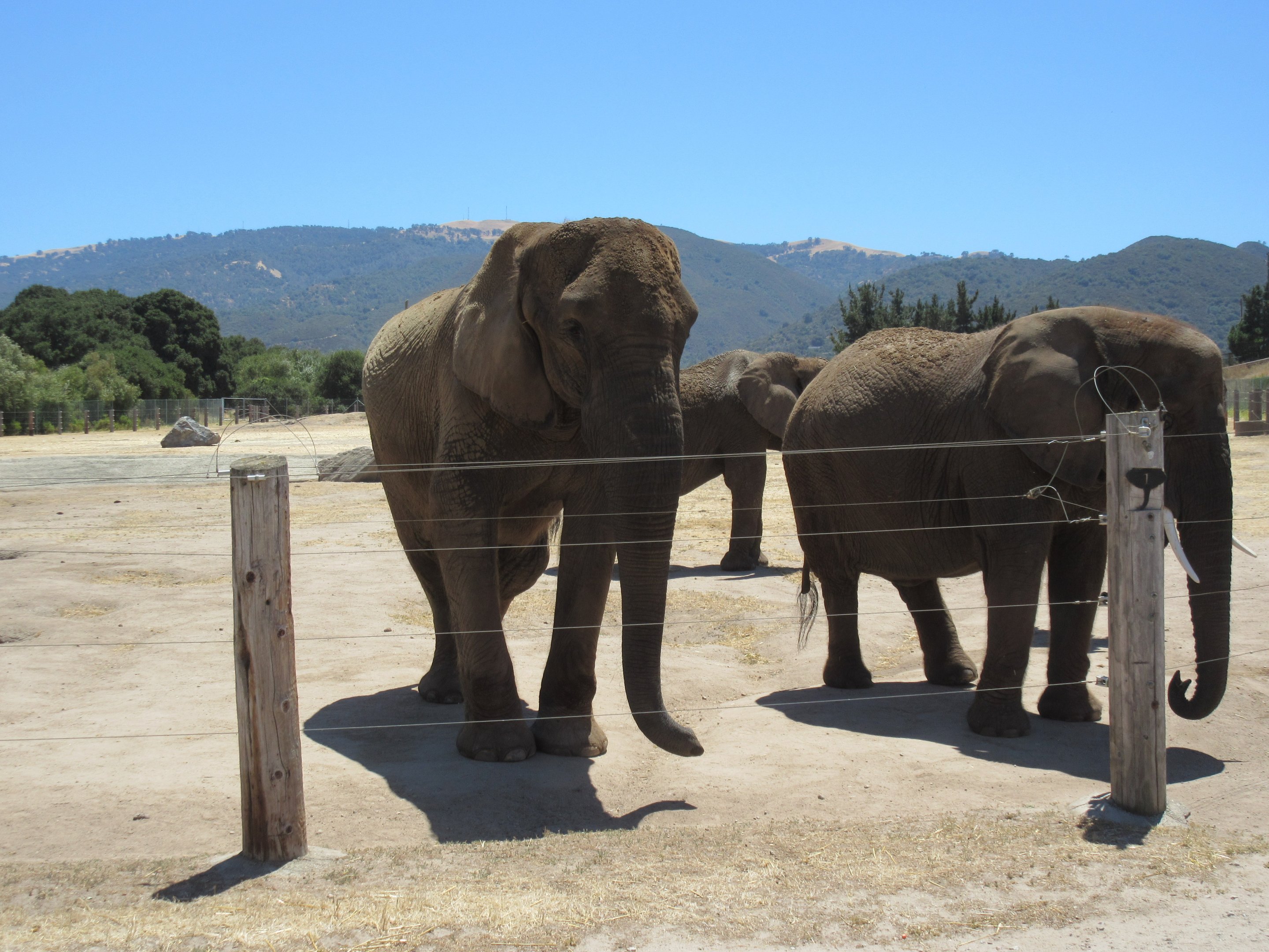 5-Acre African Elephant/Asian Water Buffalo/Ostrich/Plains Zebra Exhibit