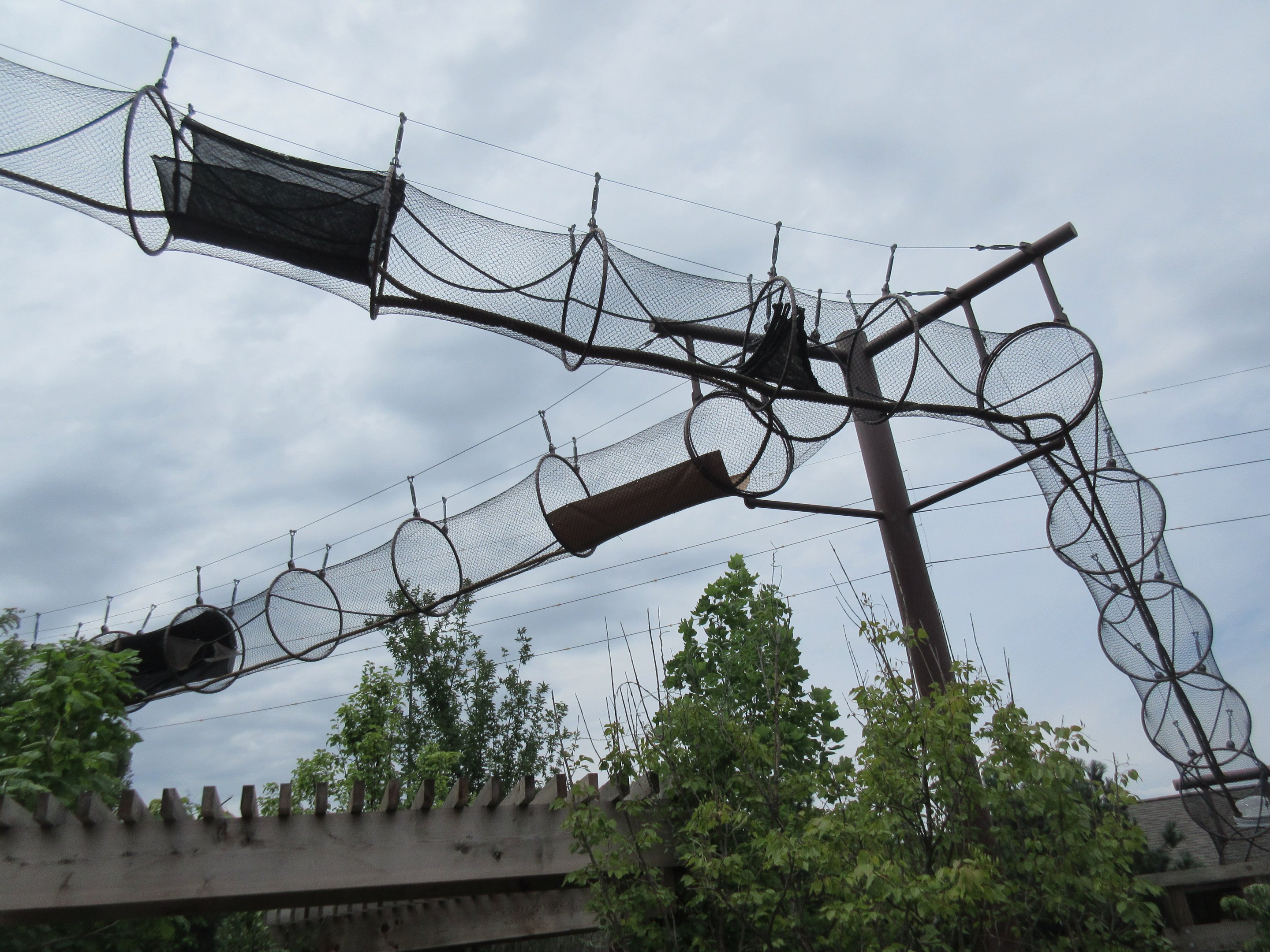5-Acre Children's Adventure Trails - Squirrel Monkey Overhead Exhibit