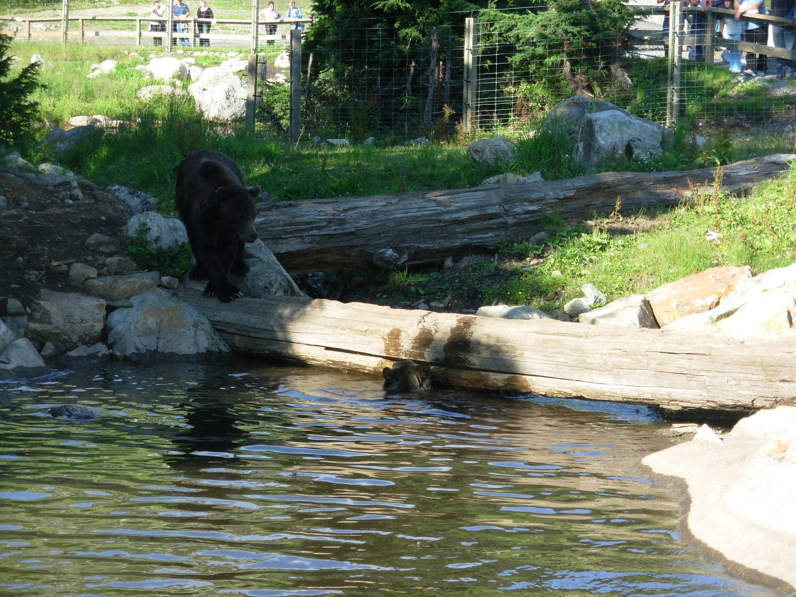 5-Acre Grizzly Bear Habitat