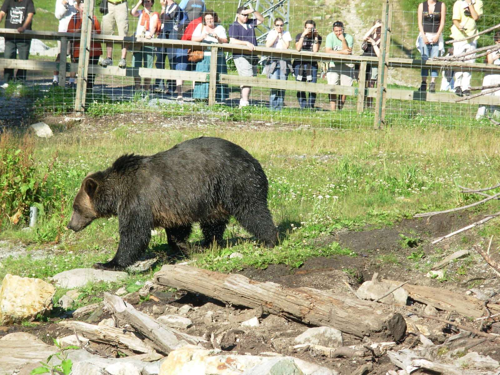 5-Acre Grizzly Bear Habitat