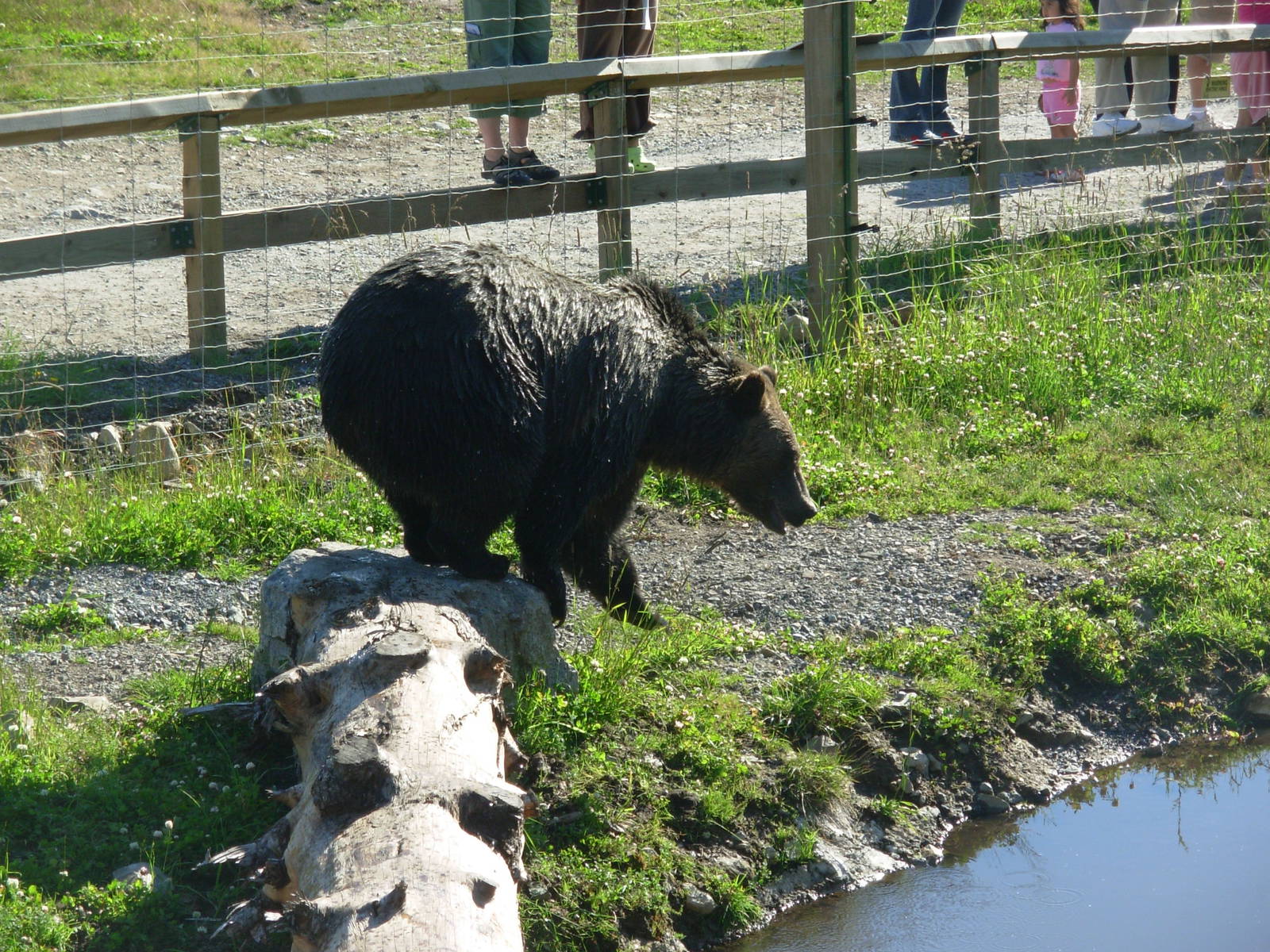 5-Acre Grizzly Bear Habitat