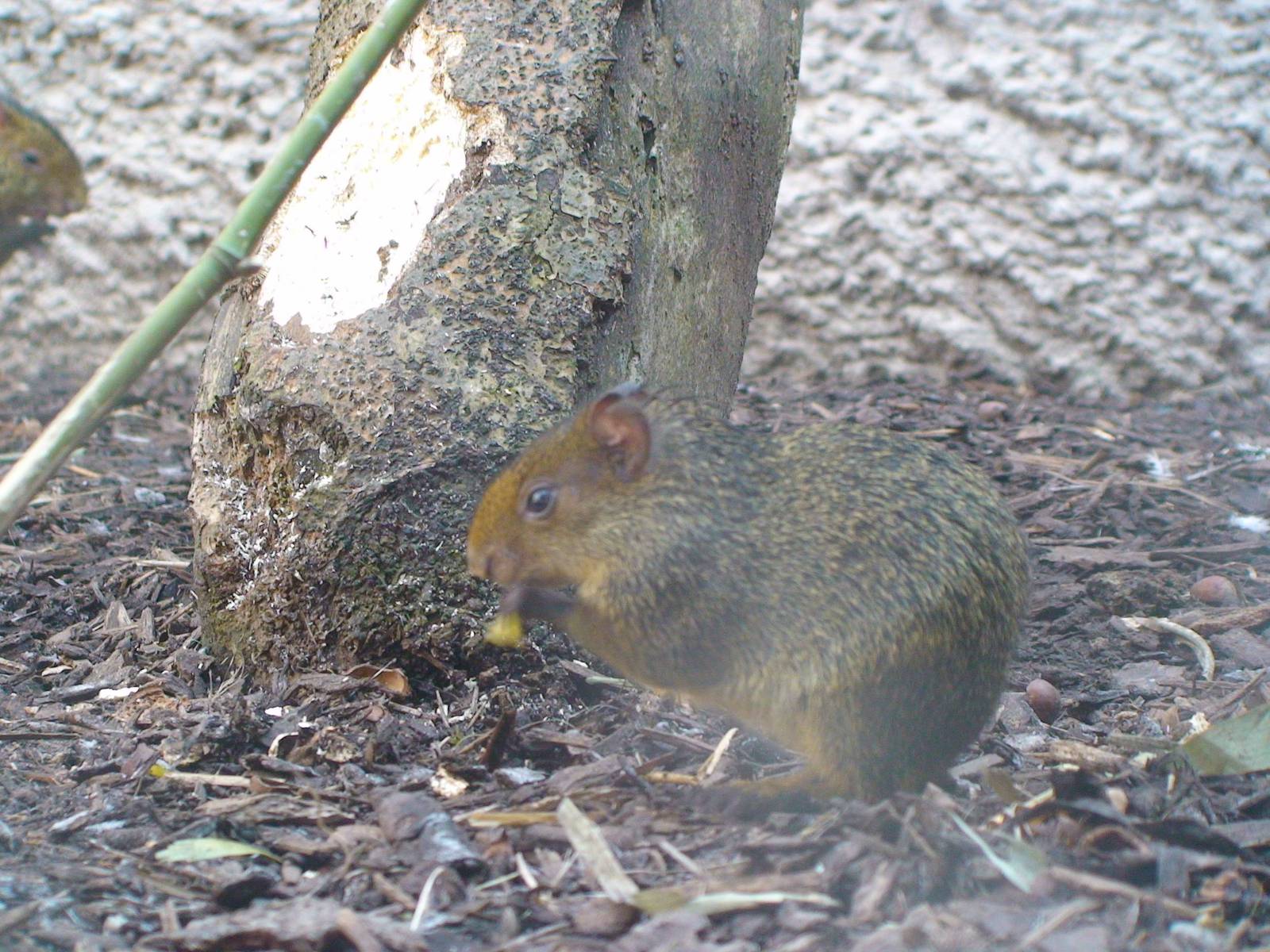 5 day old baby Azara's agouti!