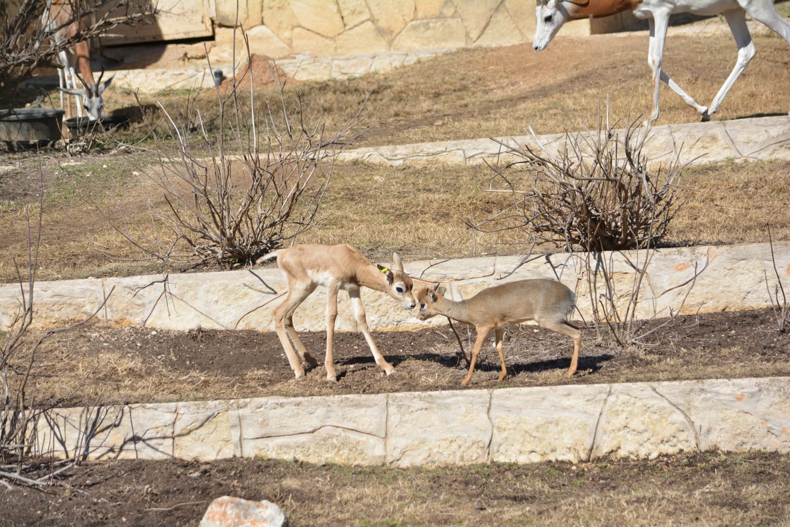 5 Day Old Dama Gazelle & Kirk's Dik-Dik Sparring