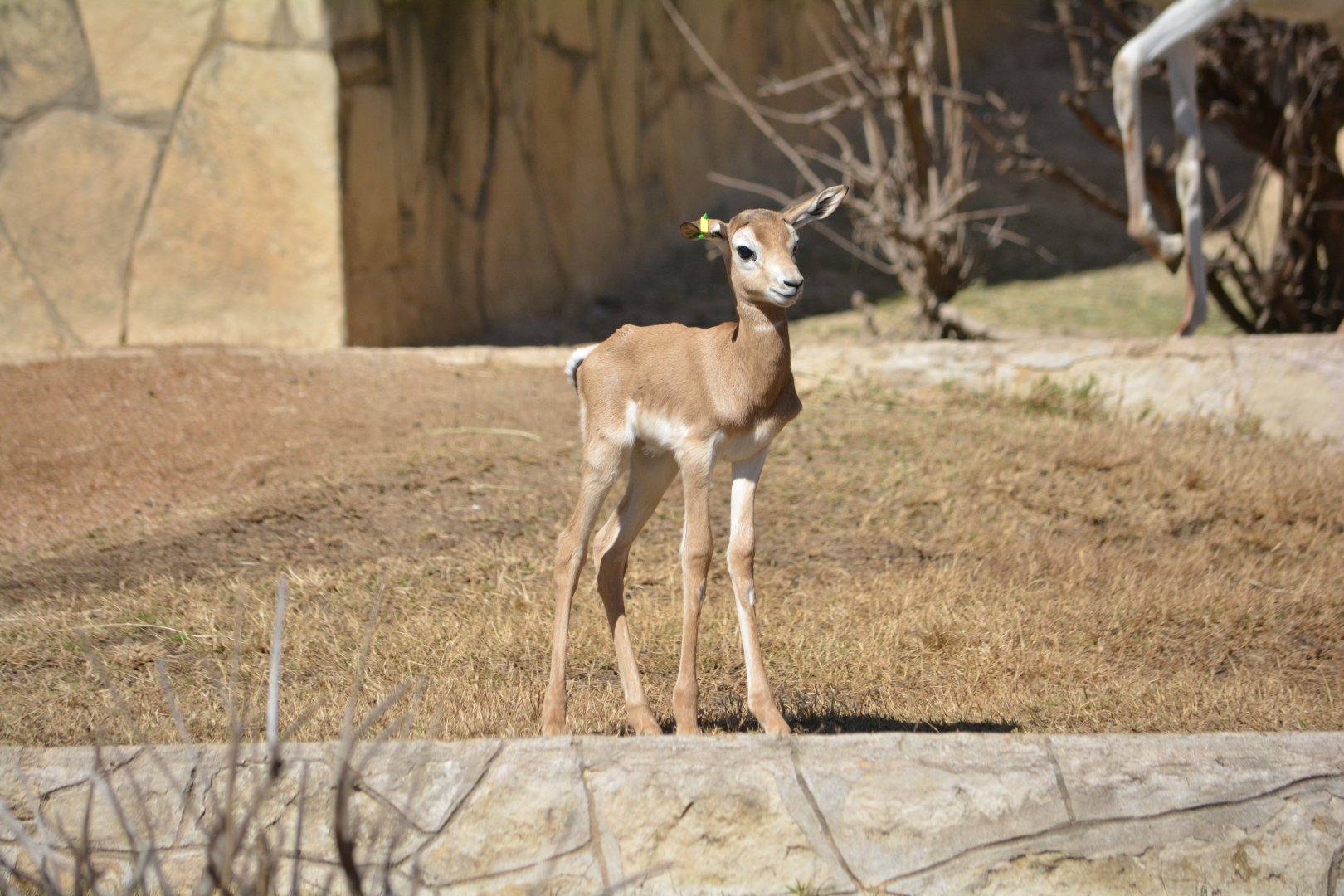 5 Day Old Dama Gazelle