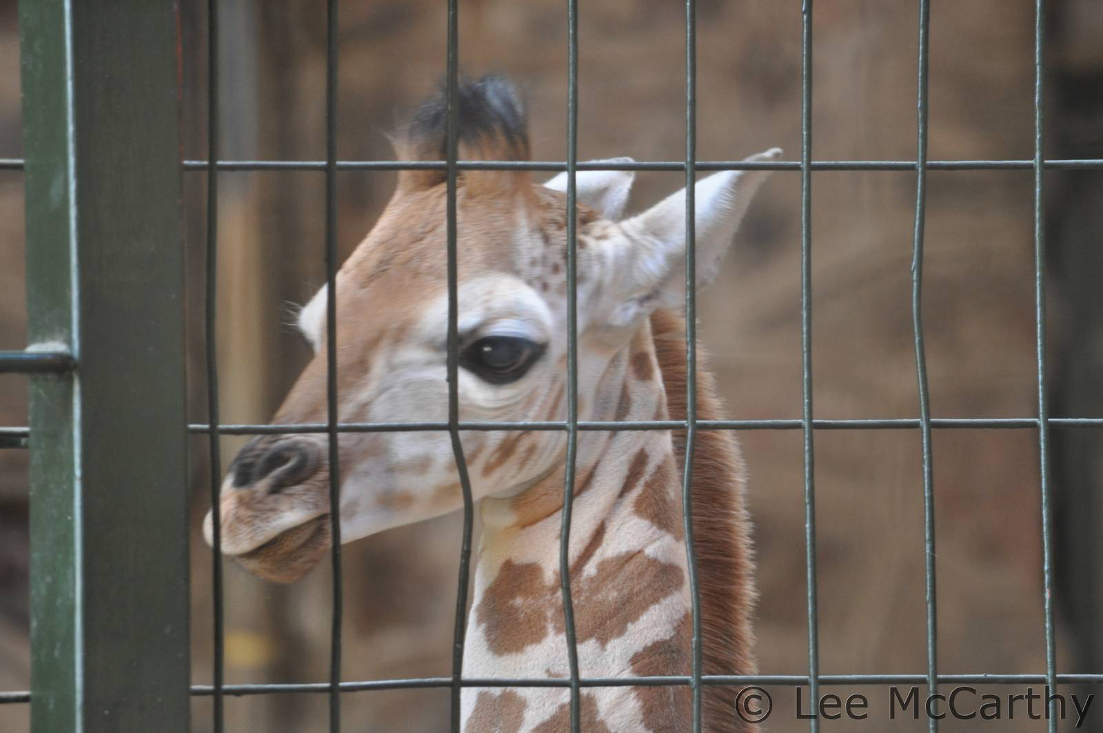 5 day old Giraffe Calf