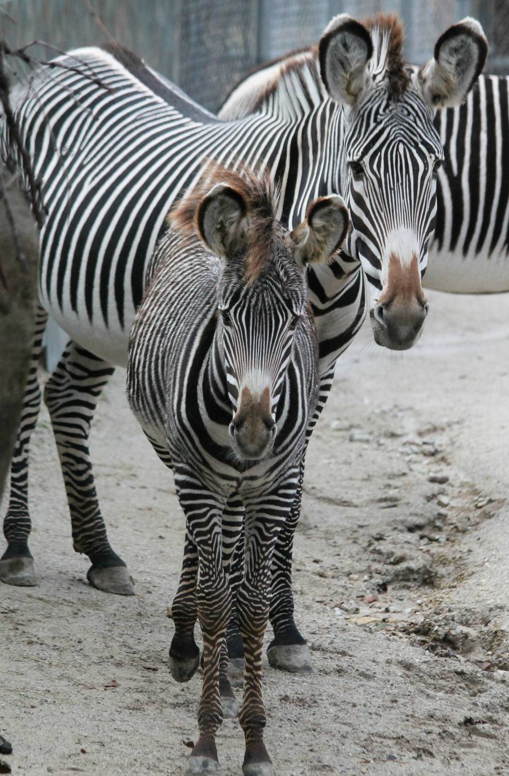 5-month-old Nyota and her mother Kali - 12/14/15