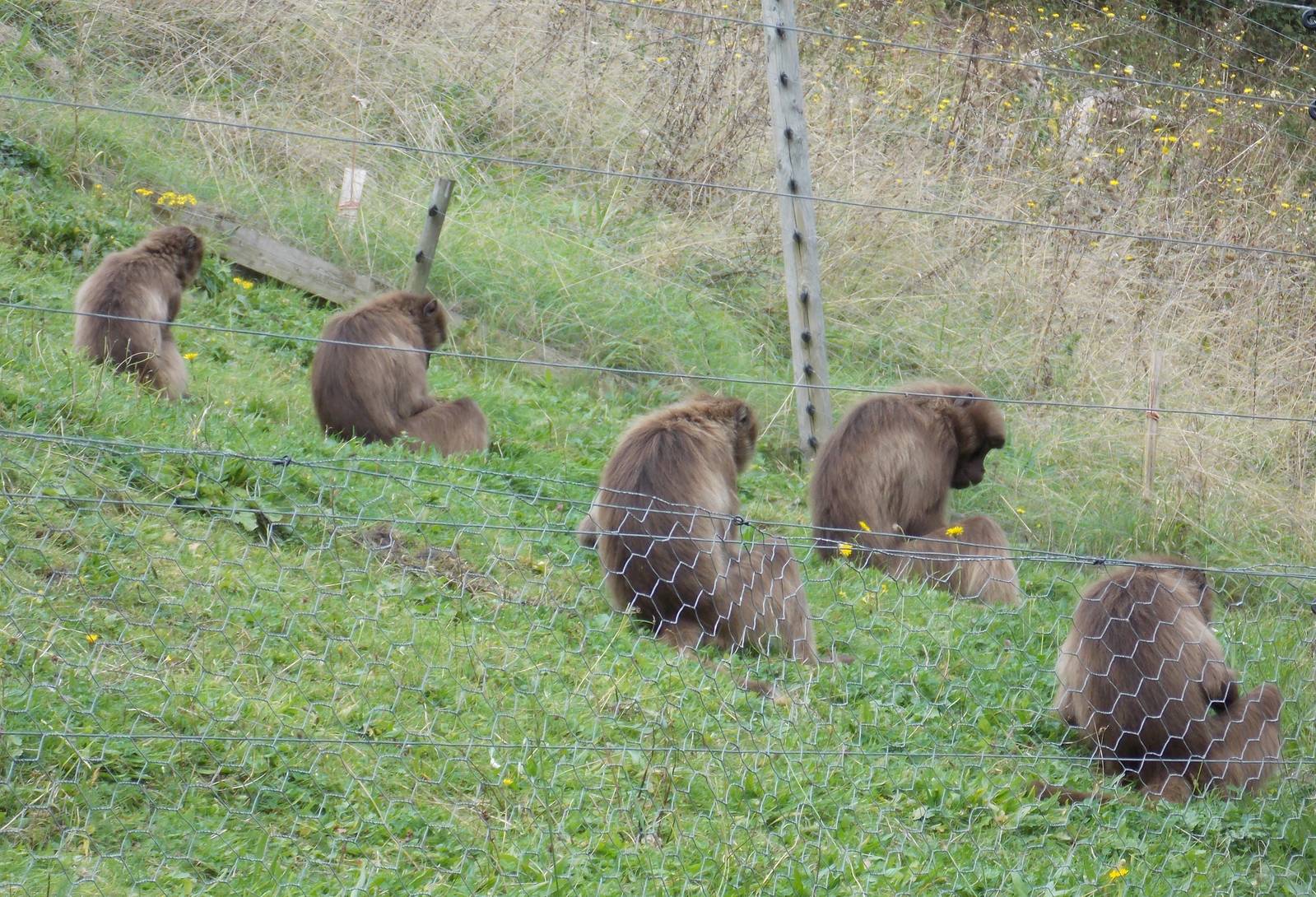 5 more Geladas