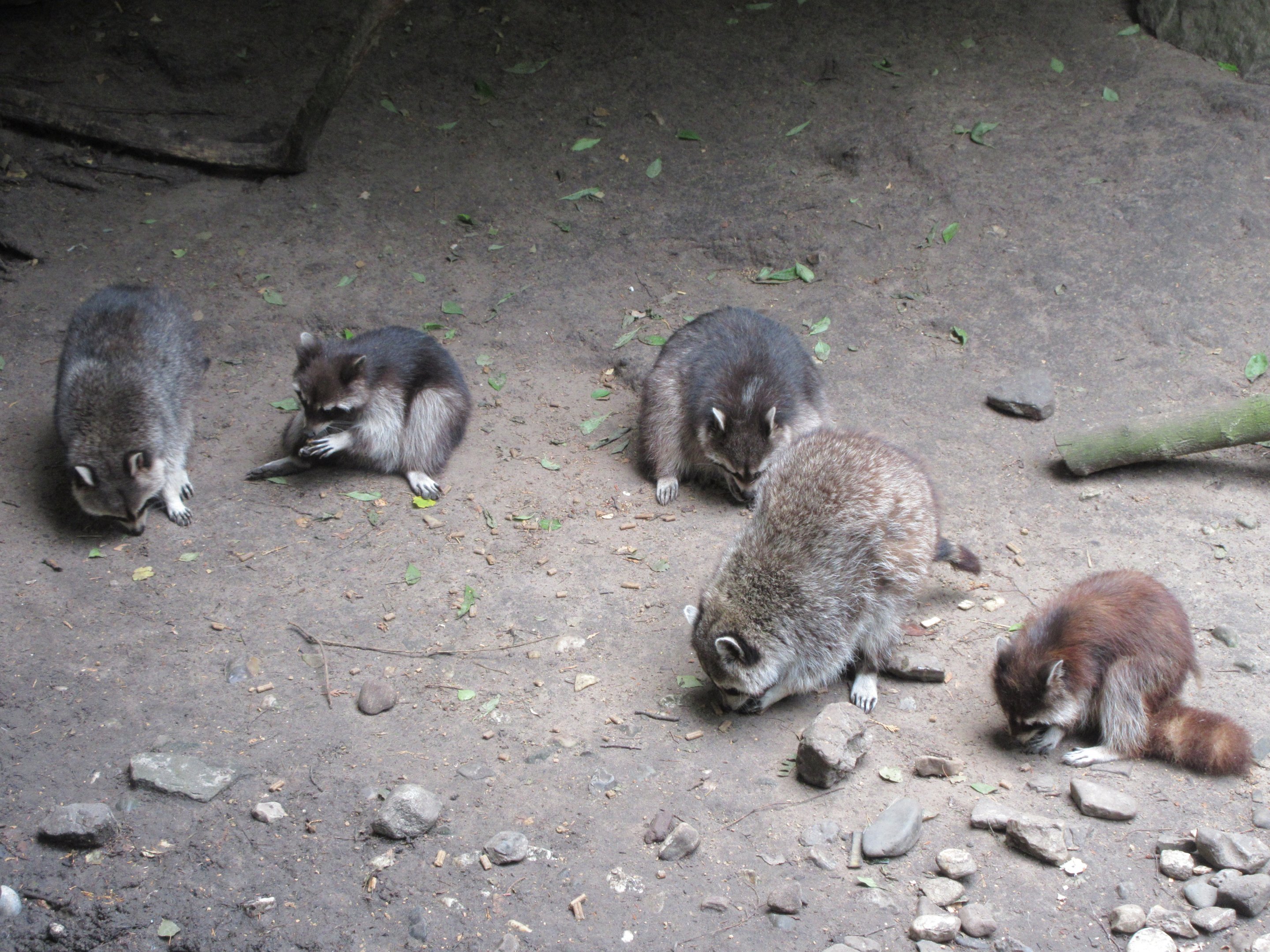 5 Raccoons