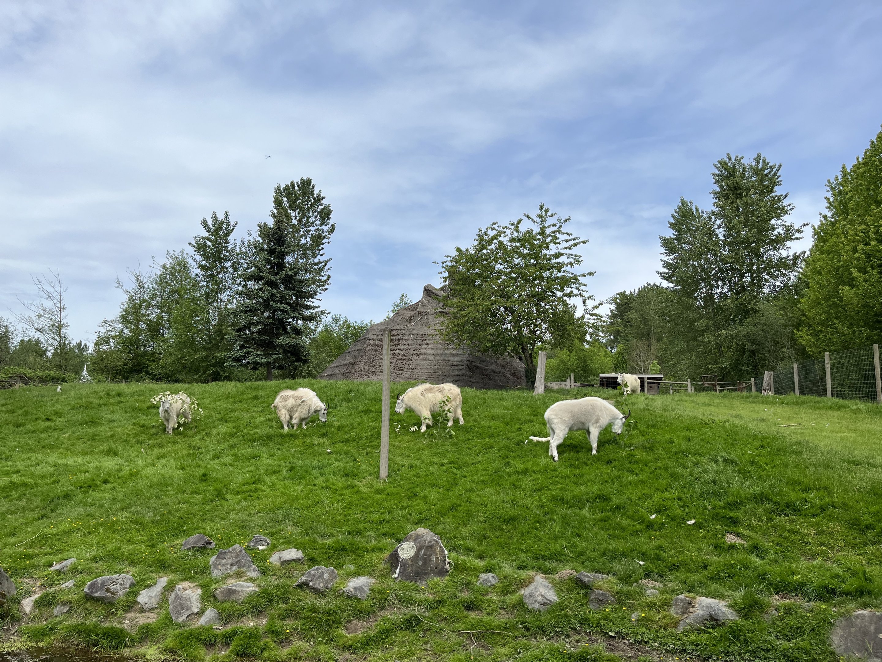 5 Rocky Mountain Goats