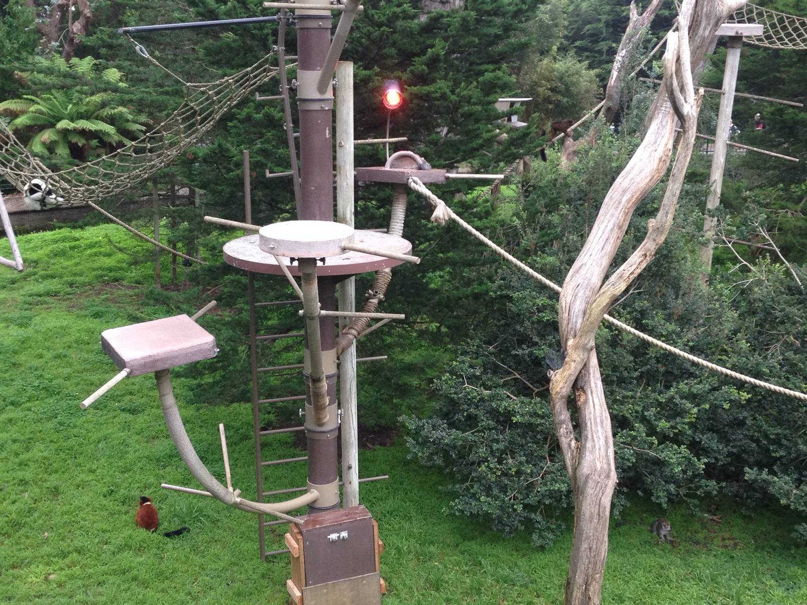 5 species of lemur in one shot