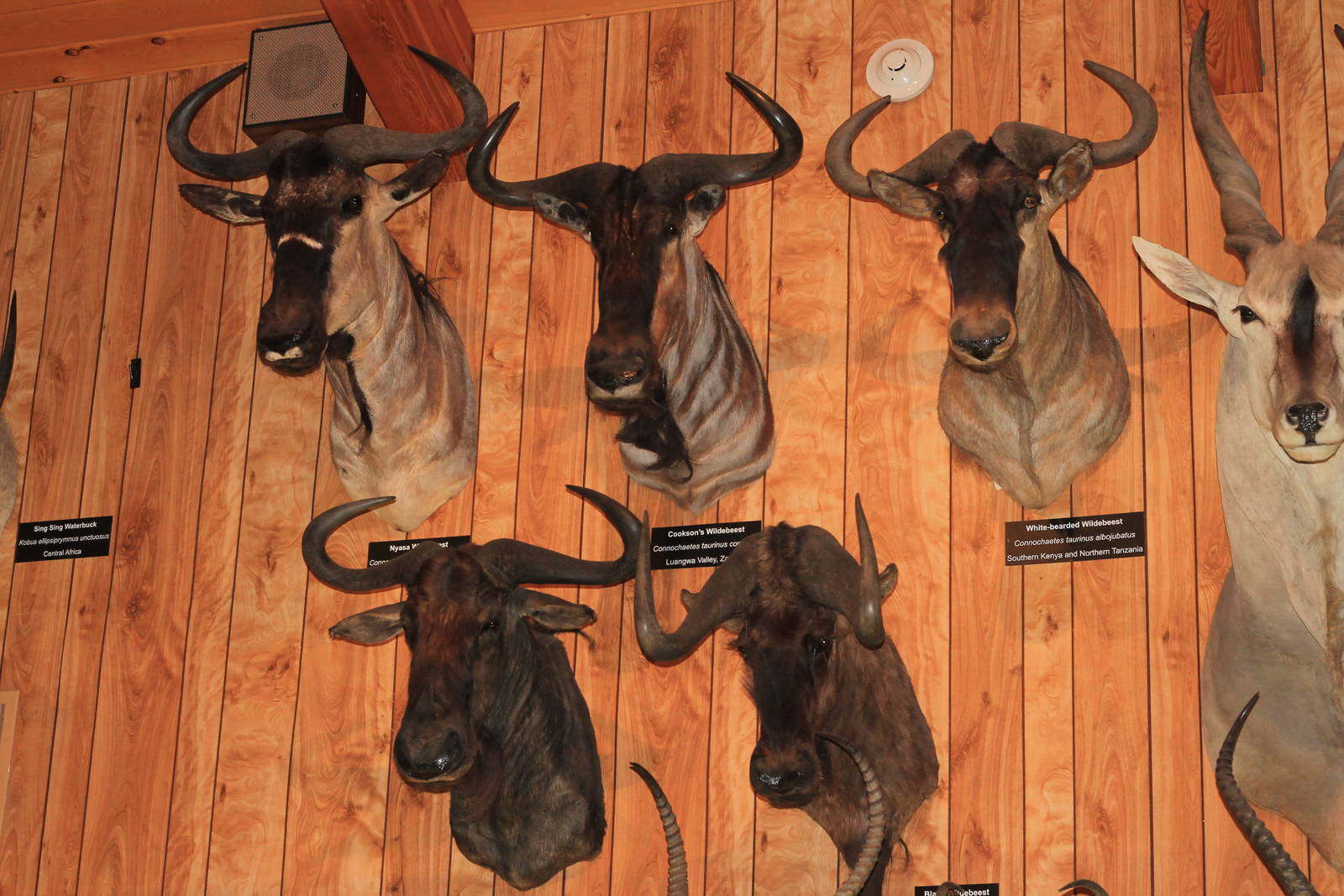 5 Taxa of Wildebeest