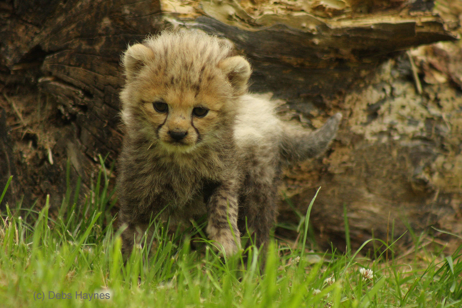 5 week old Northern Cheetah Cub (Acinonyx jubatus soemmeringii) 29th July 2