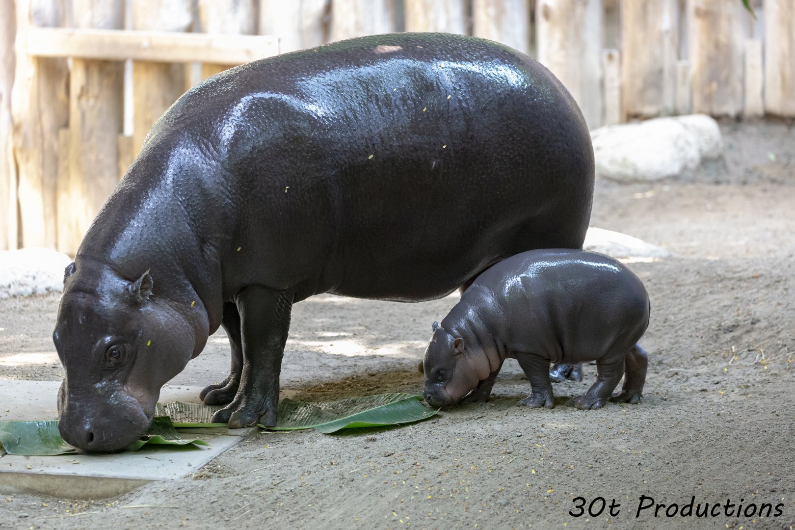 5 Week Old Pygmy Hippo and its Mom