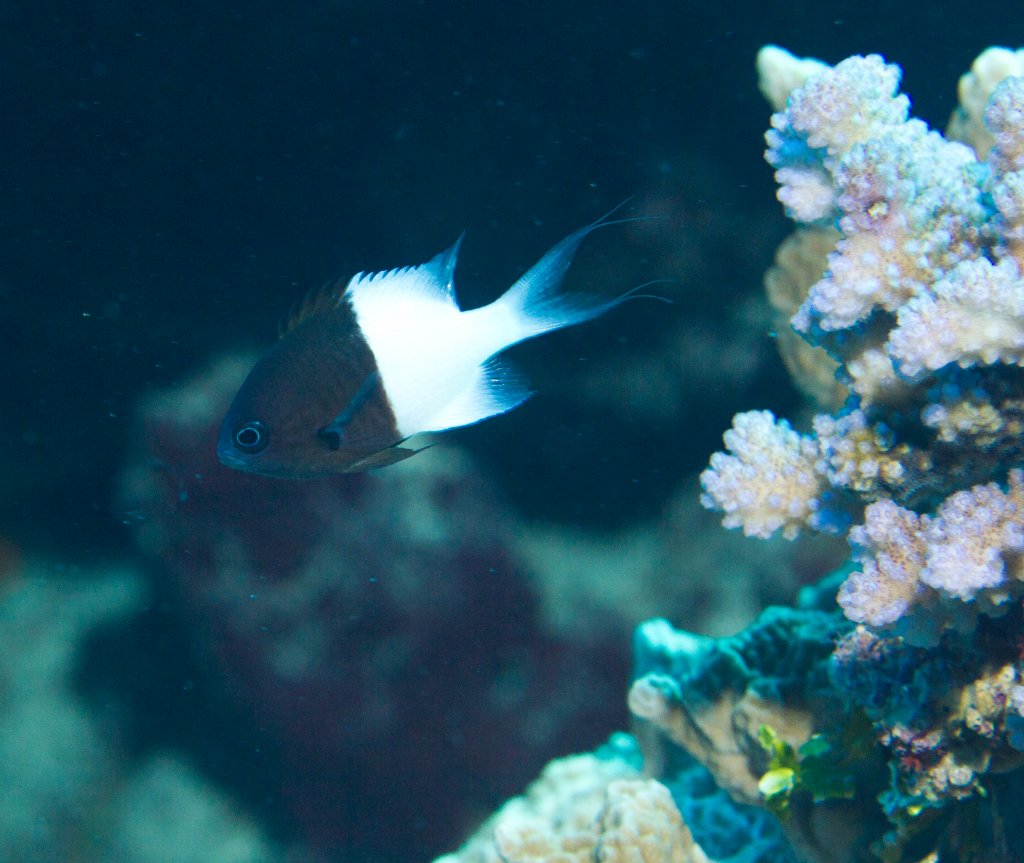 50/50 Chromis (Chromis iomelas)