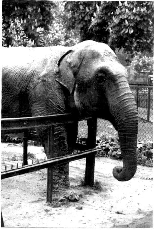 50-year old Asia Elephant and the old Poznan Zoo in Poland, September 1998.