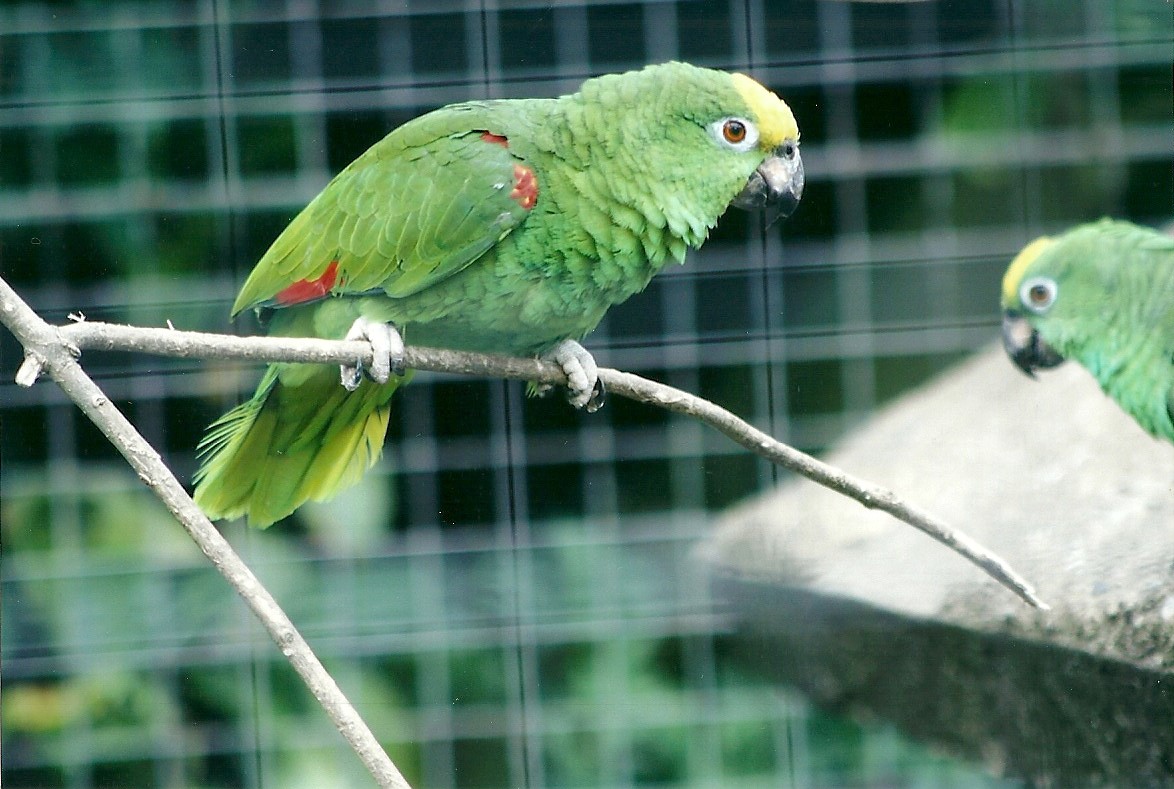 50th Anniversary 18th May 2013