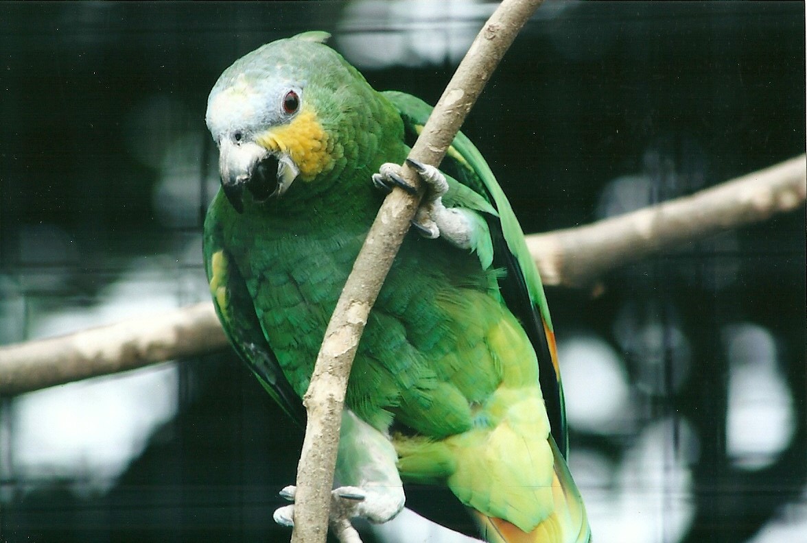 50th Anniversary 18th May 2013