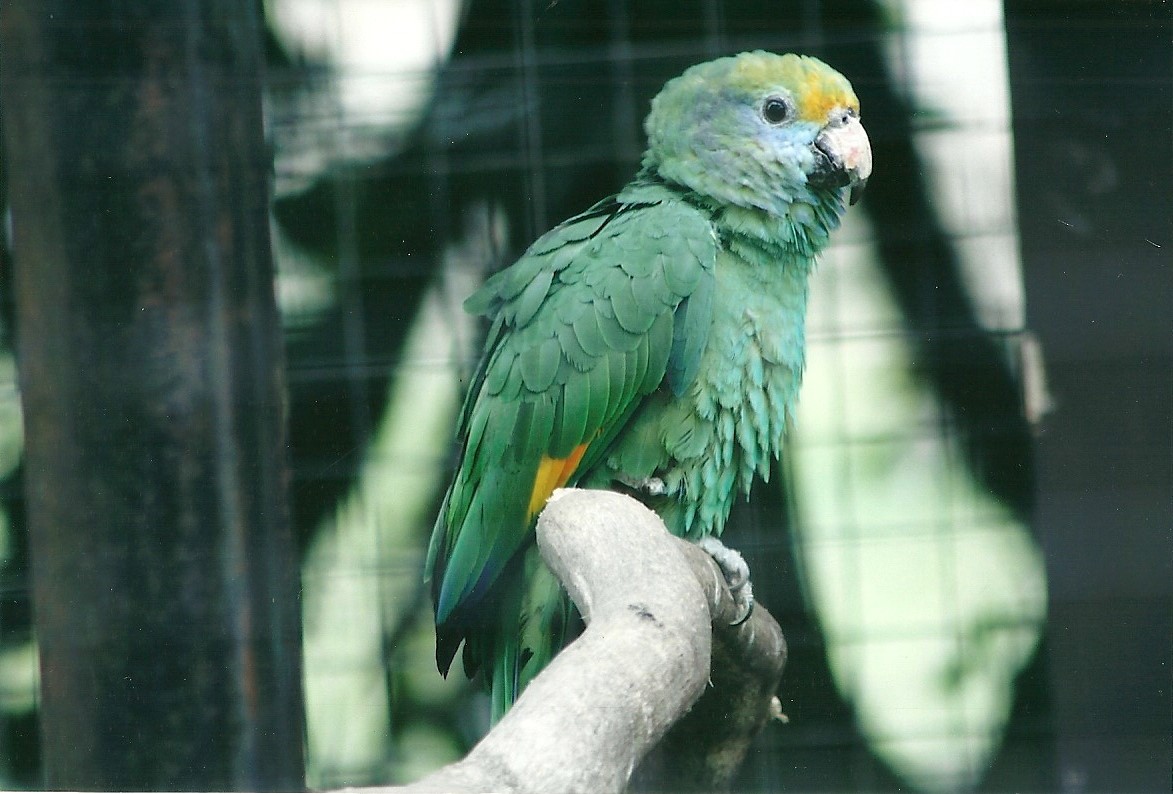 50th Anniversary 18th May 2013