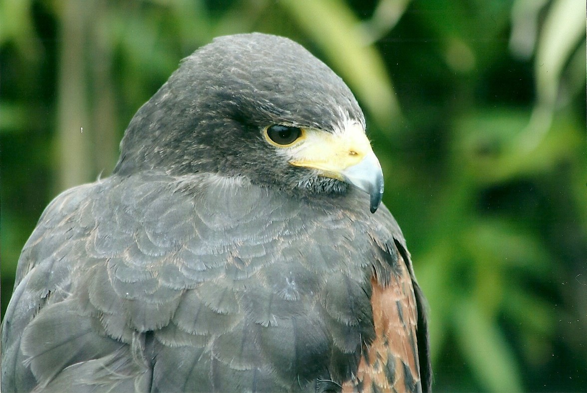 50th Anniversary 18th May 2013