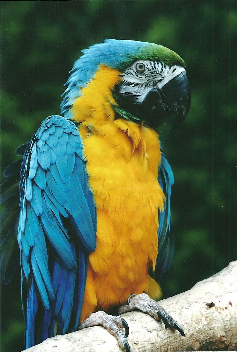 50th Anniversary 18th May 2013