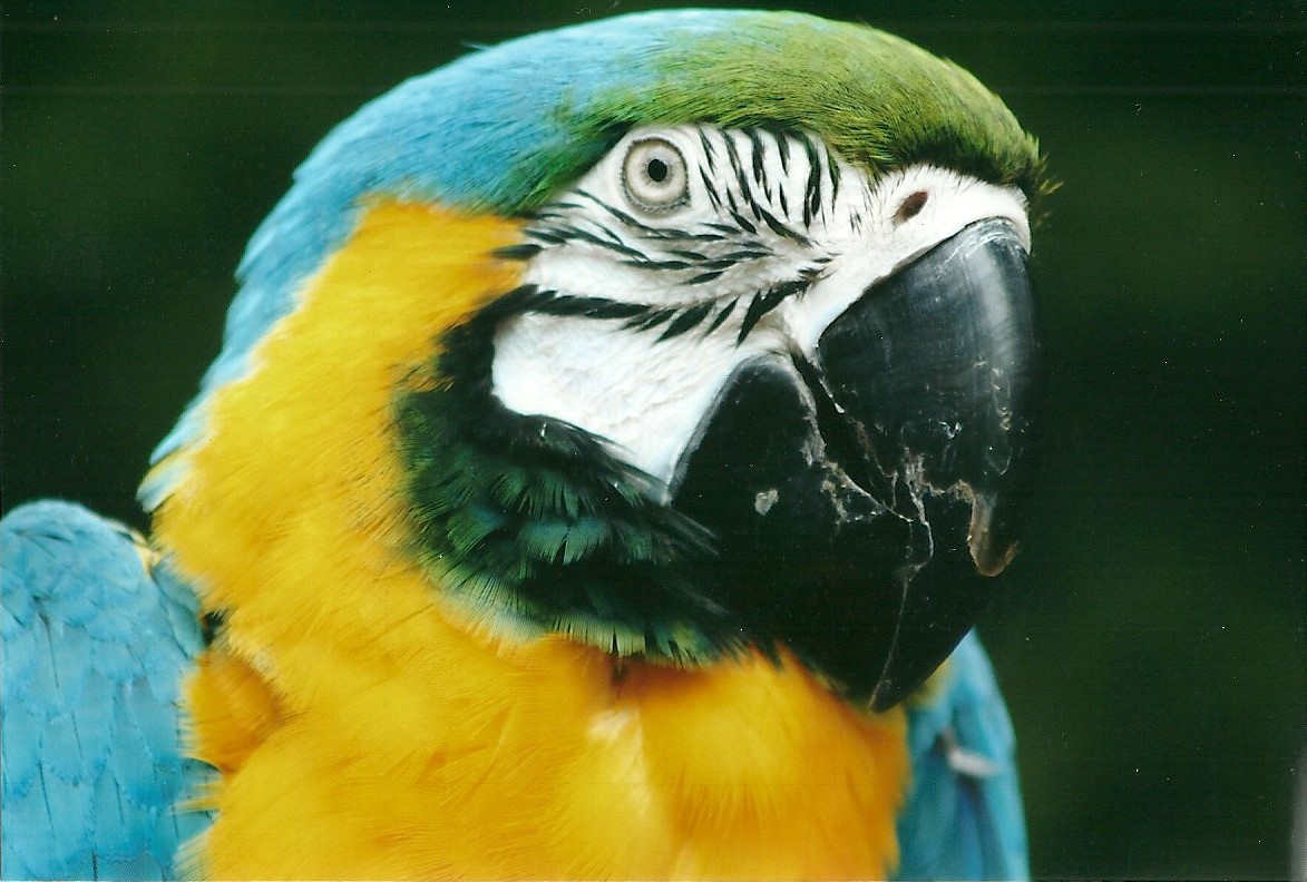 50th Anniversary 18th May 2013