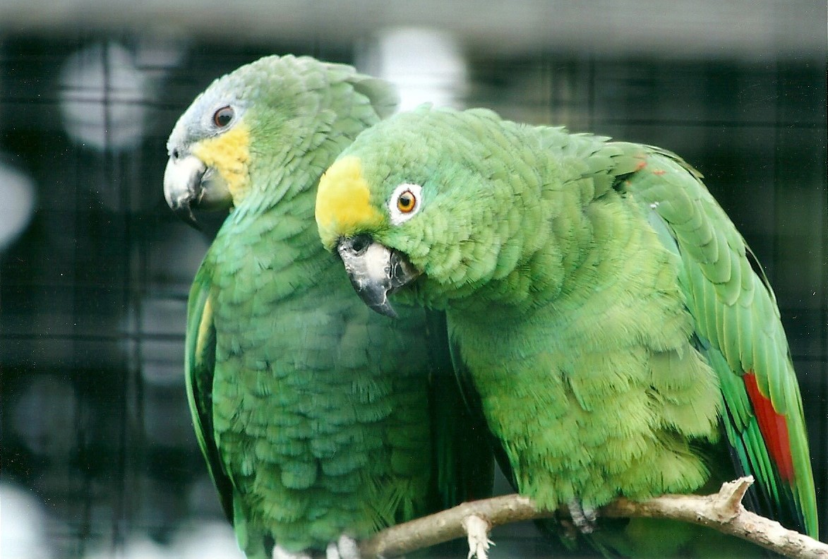 50th Anniversary 18th May 2013