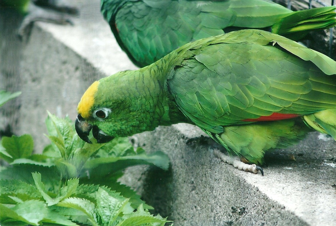 50th Anniversary 18th May 2013