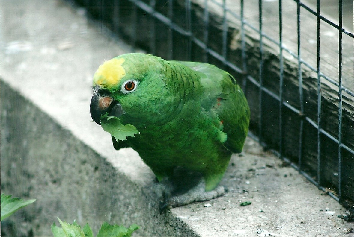 50th Anniversary 18th May 2013