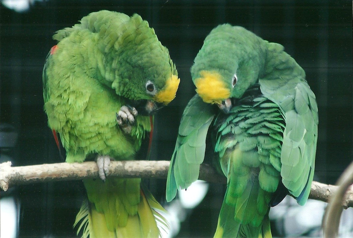 50th Anniversary 18th May 2013