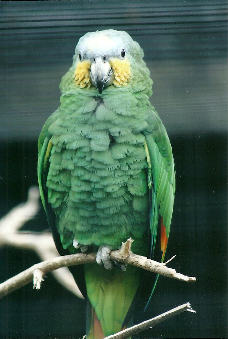 50th Anniversary 18th May 2013