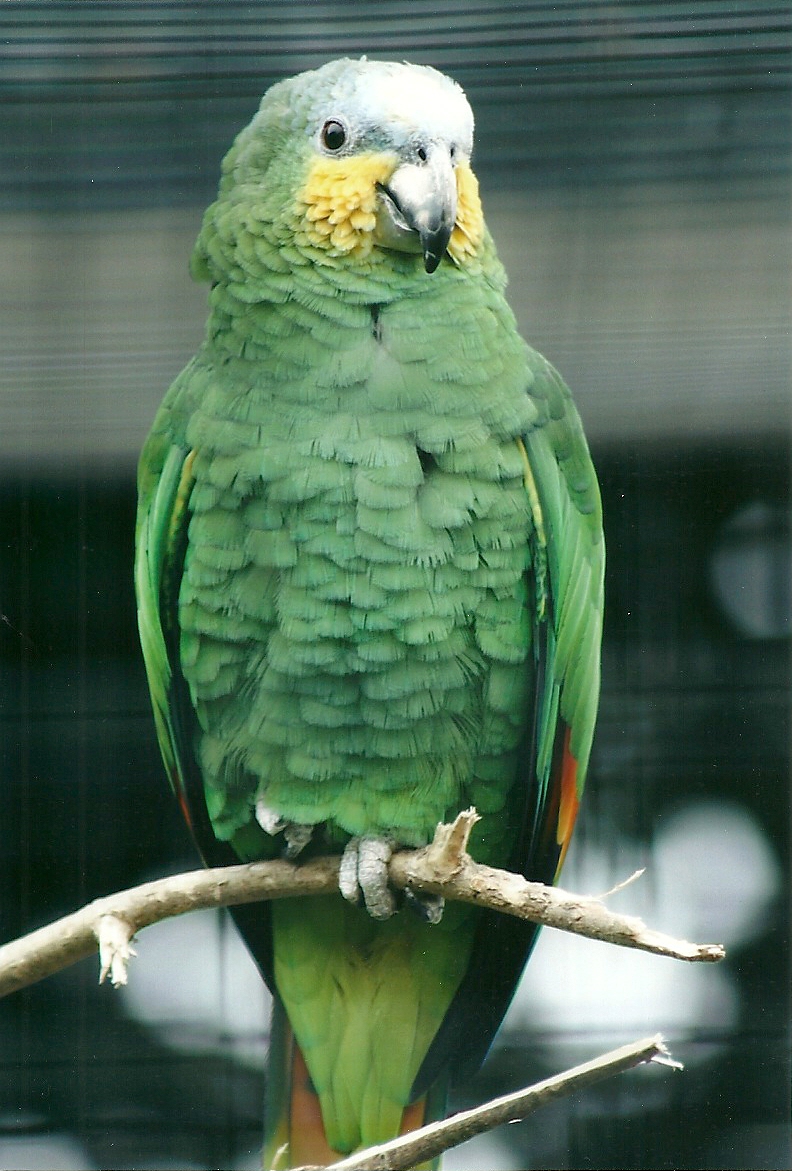 50th Anniversary 18th May 2013