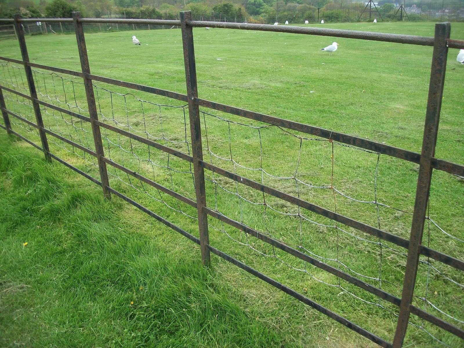 50th Anniversary 18th May 2013