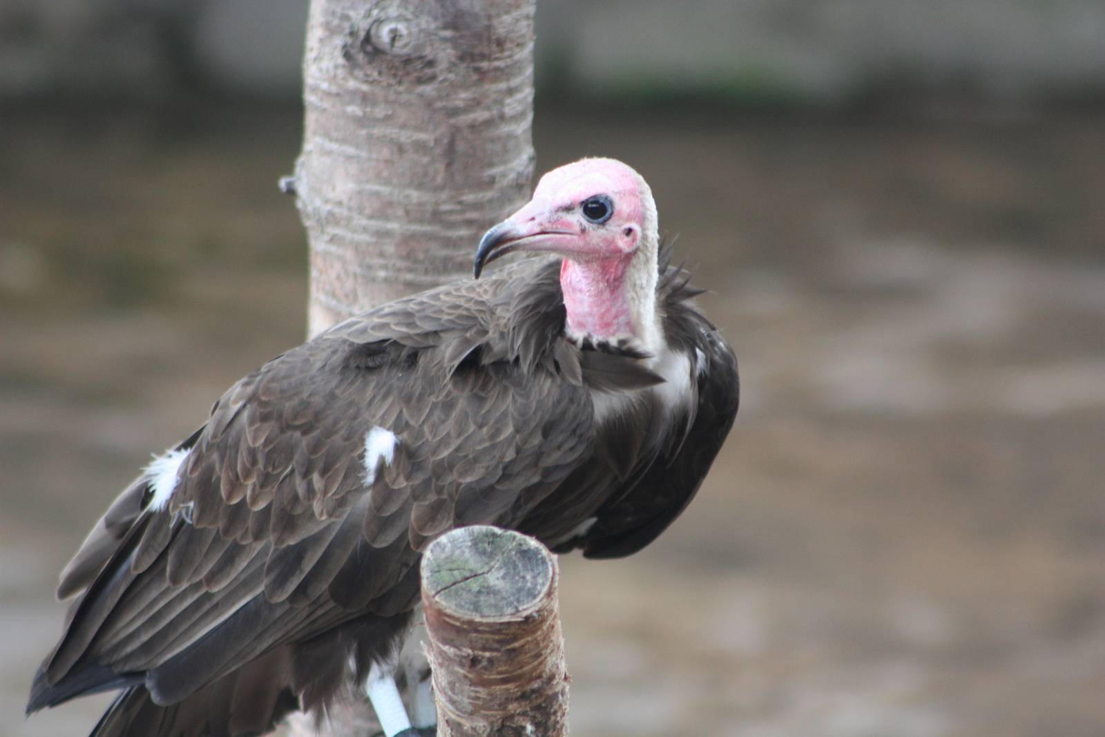 50th Anniversary 28/06/11