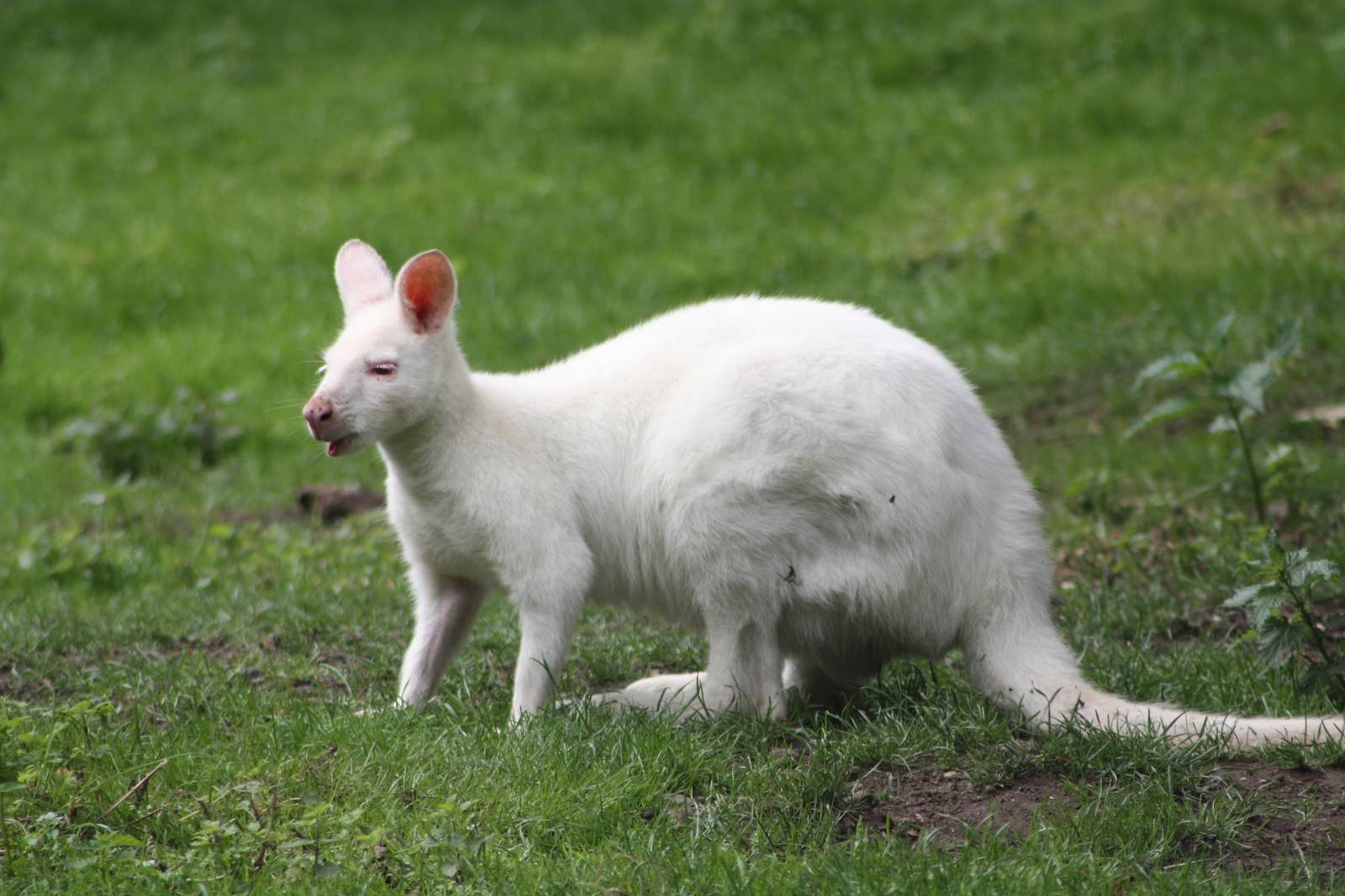 50th Anniversary 28/06/11