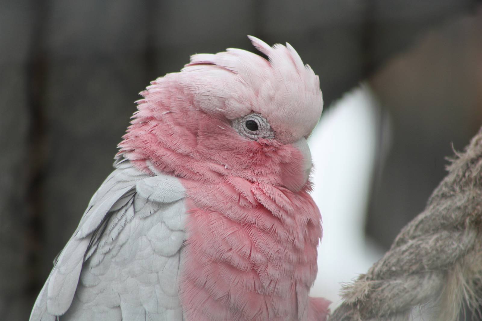 50th Anniversary 28/06/11