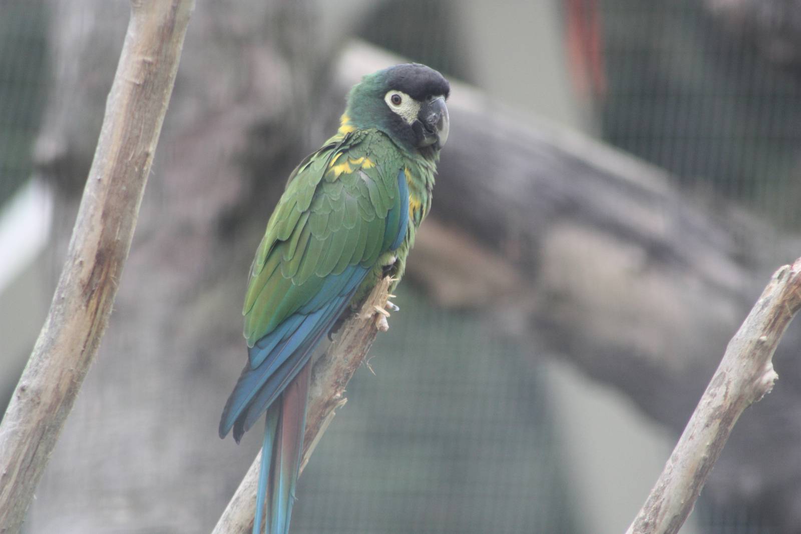 50th Anniversary 28/06/11