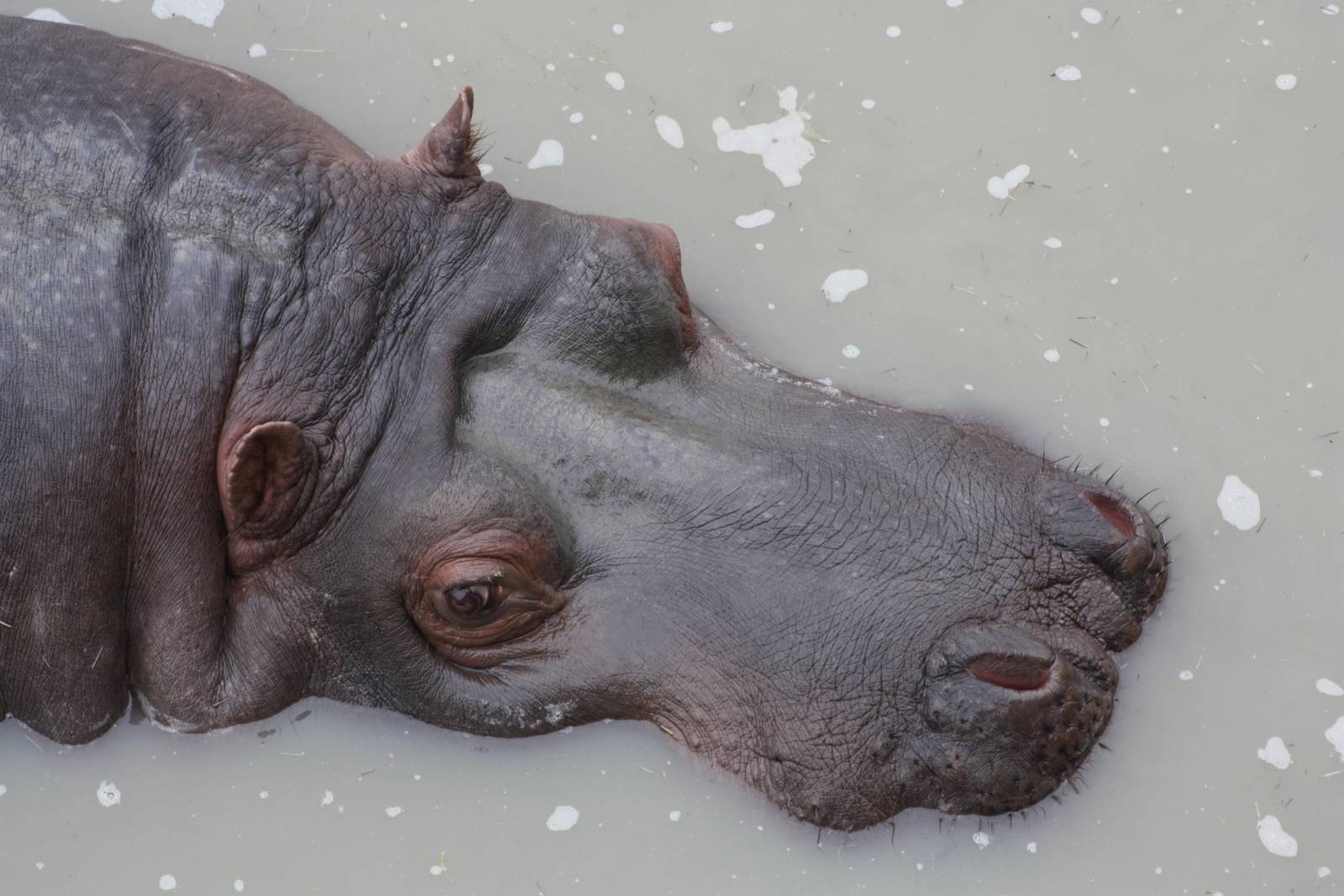 50th Anniversary 28/06/11