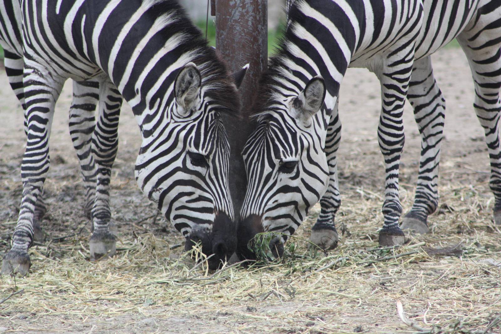 50th Anniversary 28/06/11