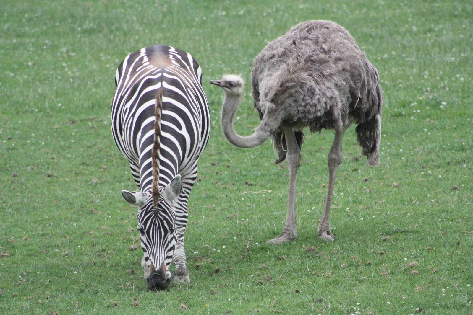 50th Anniversary 28/06/11