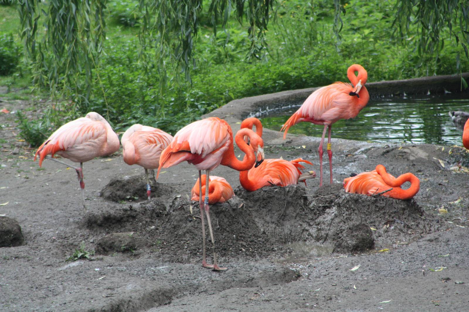 50th Anniversary 28/06/11